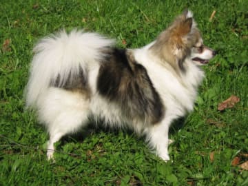 Tysk spets – kleinspitz