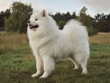 Samojedhund