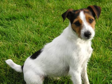 Parson russell terrier
