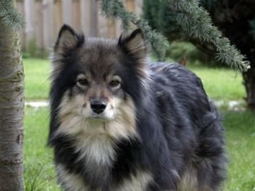 Finsk lapphund