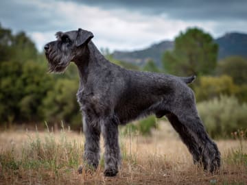 Riesenschnauzer