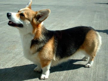 Welsh corgi pembroke
