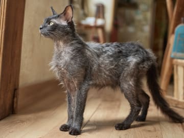 Lykoi