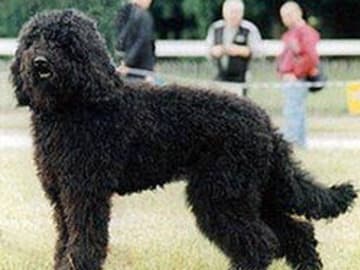 Barbet