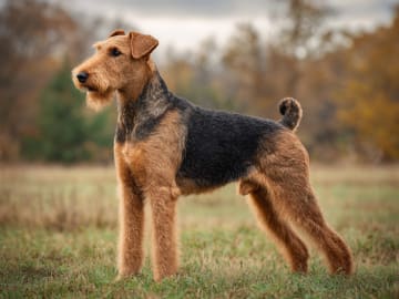 Airedale terrier