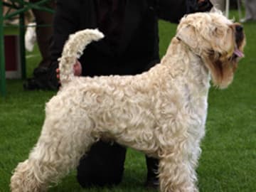 Irish softcoated wheaten terrier