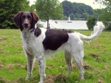 Kleine münsterländer
