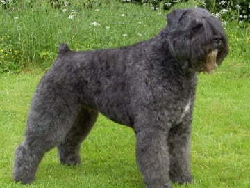 Bouvier des flandres