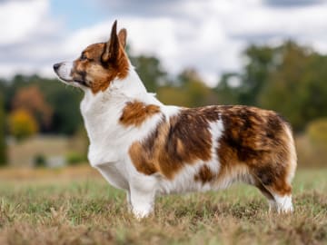 Possibles kennel