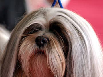 Lhasa apso