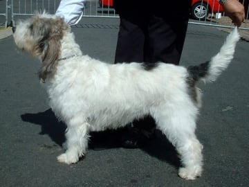 Grand basset griffon vendéen