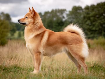 Finsk spets
