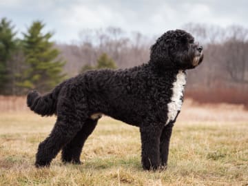Portugisisk vannhund
