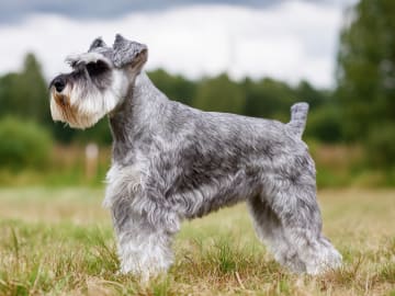 Dvärgschnauzer