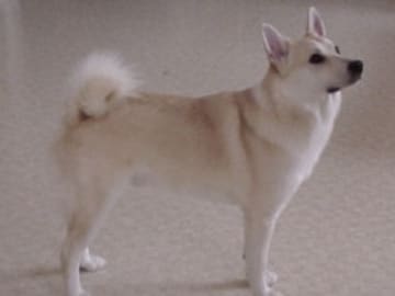 Norsk buhund