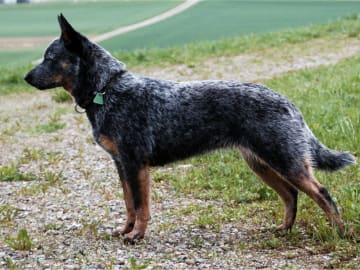 Australian Cattle Dog