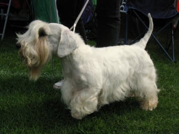Sealyhamterrier