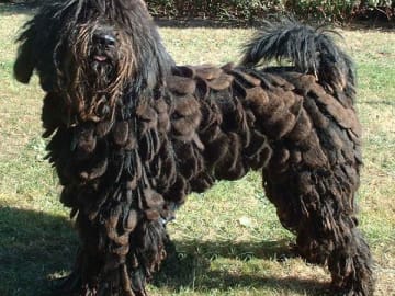 Bergamasco