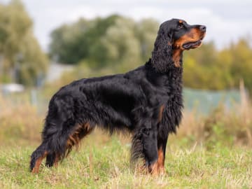Gordonsetter