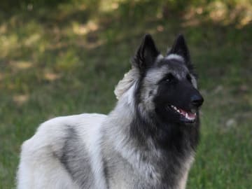 Belgisk vallhund – Tervueren