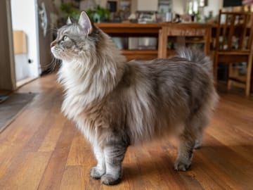 Ragamuffin