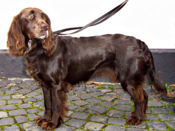 Wachtelhund