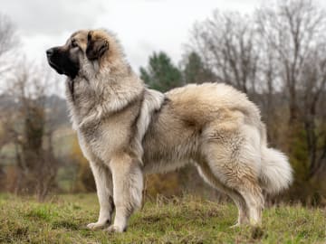 Sarplaninac