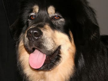 Tibetansk mastiff