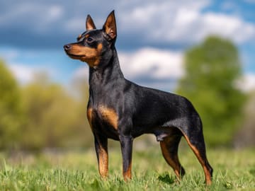 Dvärgpinscher