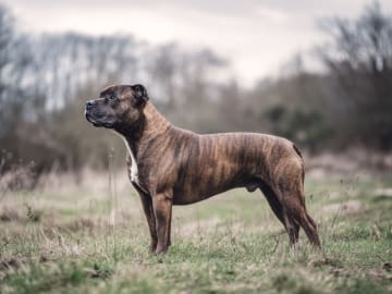Staffordshire bull terrier