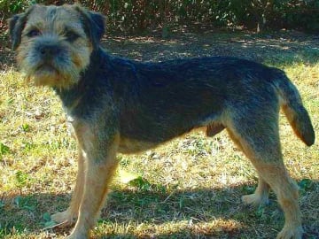 Borderterrier