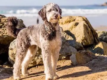 Aussiedoodle