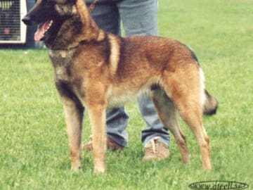 Belgisk vallhund – malinois
