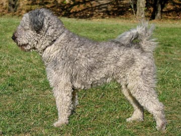 Pumi