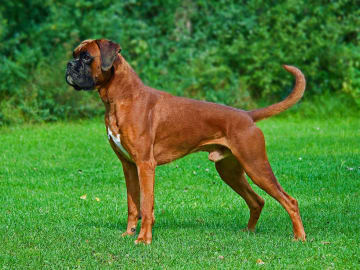 Boxer
