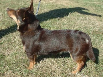 Lancashire heeler