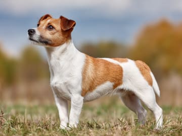 Jack russell terrier