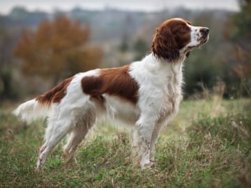 Welsh springer spaniel