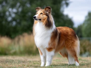 Shetland sheepdog
