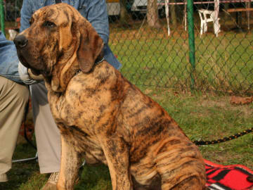 Fila brasileiro