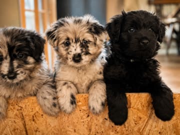 Kennel Dirgis
