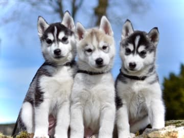 Rydbokulles kennel