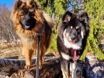 Love & Eurasier