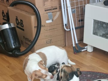 Pepparkakshusets kennel