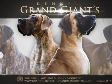Grand Giant's