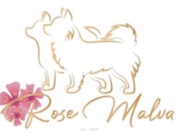 Rose Malva