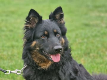 Brinketorps kennel