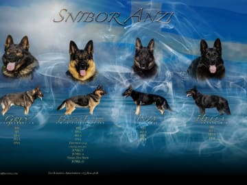 Kennel Snibor Anzi