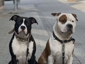 Patrick Nielsen Amstaff
