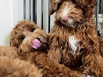Coast Labradoodle